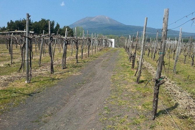 Pompeii-Vesuvius-Wine tour from Sorrento, licensed guide included - Getting to Pompeii: transportation that saves your energy