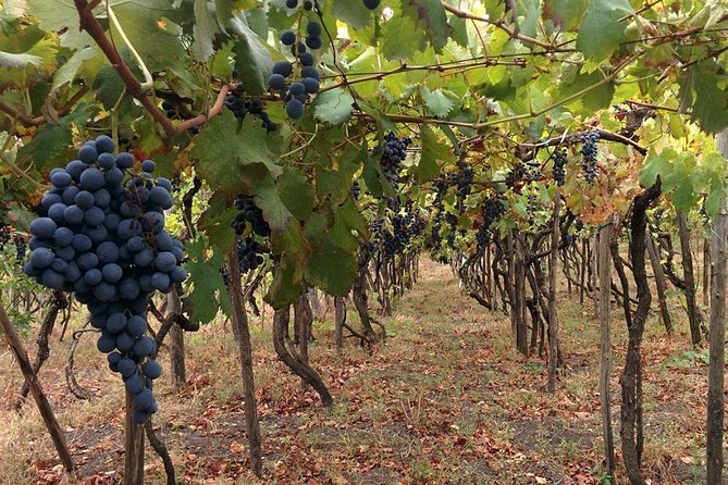 Pompeii & Vesuvius with Wine Tasting from the Coast - Timing that works: how the schedule shapes your experience
