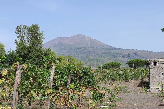 Pompeii & Wine Tour from Sorrento (tickets & lunch not included) - Why this Pompeii + wine combo is such a good half-day plan