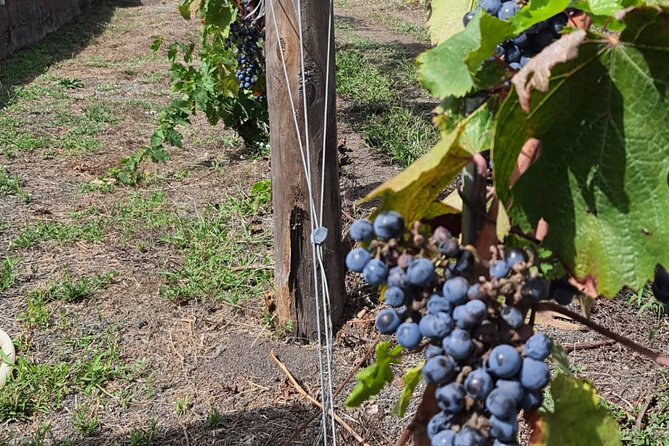 Pompeii & Wine Tour from Sorrento (tickets & lunch not included) - Lunch and wine tasting near Vesuvius: where the day turns from walking to slowing down