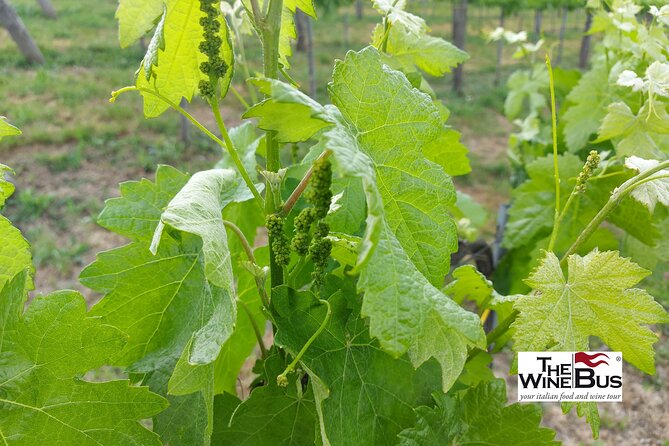 Private Irpinia Wine Tour from Sorrento with sommelier - Key highlights at a glance