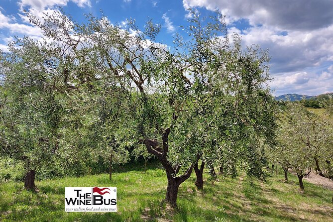 Private Irpinia Wine Tour from Sorrento with sommelier - The Montemiletto lunch break: useful time, but plan for own expense