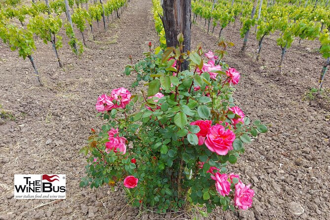 Private Irpinia Wine Tour from Sorrento with sommelier - How much wine you get (and how to pace it)