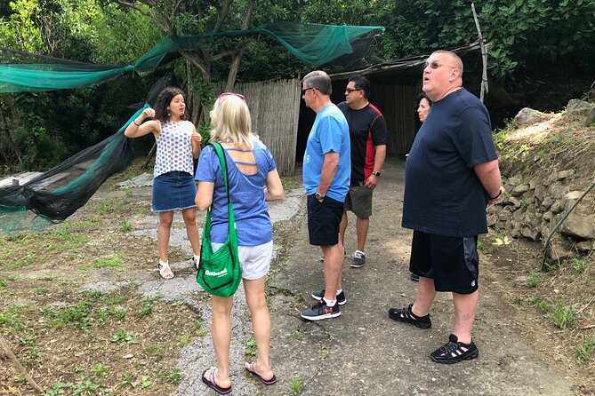 Private Pompeii Tour with lunch and Olive Oil Factory Experience - Transport comfort matters: private pace, AC, and Wi‑Fi on board