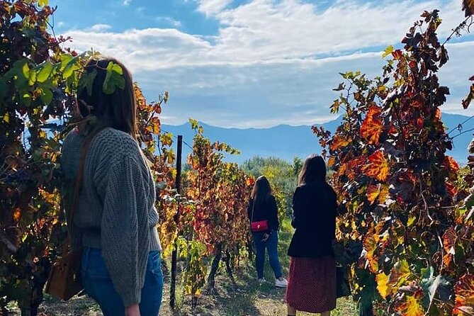 Private Tour in Pompeii Ruins and Pompeii City Center Winery - Boscotrecase vineyards and a 3-course lunch built around Vesuvius wines