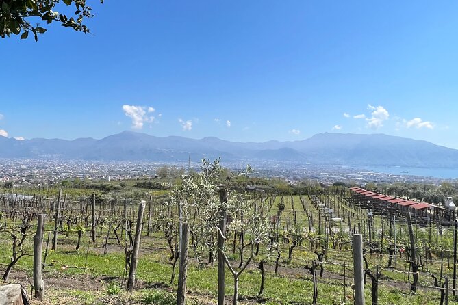 Private Tour in Pompeii Ruins and Pompeii City Center Winery - Price and value: what $255.98 per person really buys