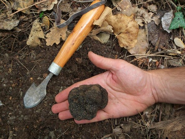 Private Tour: Truffle-Hunting Experience from Sorrento with Lunch - Key highlights worth caring about