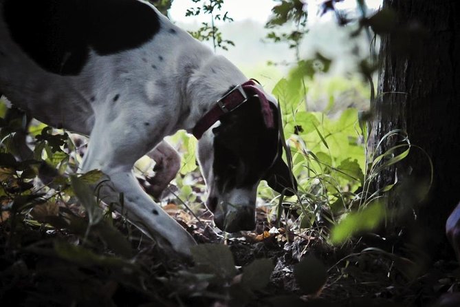 Private Tour: Truffle-Hunting Experience from Sorrento with Lunch - Monti Picentini truffles from Sorrento: why this day feels different