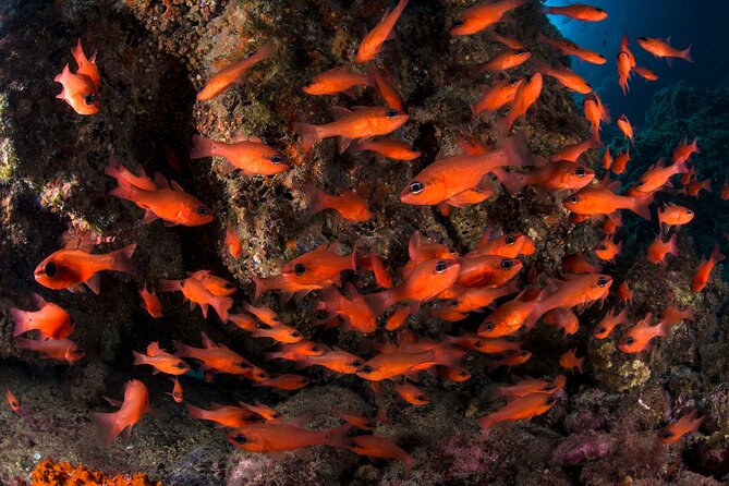 Snorkeling with Marine Biologist Expert from Sorrento - Marine biologist guidance: names to look for and how it pays off