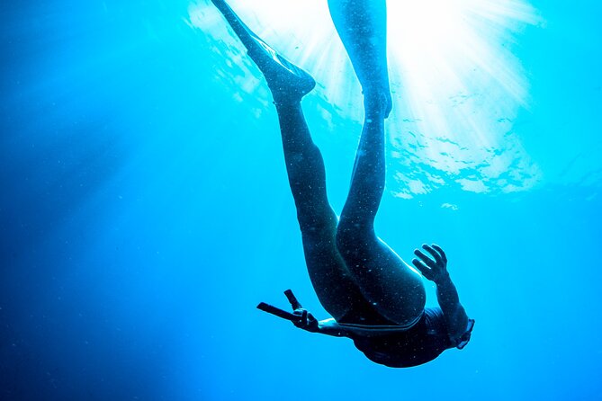 Snorkeling with Marine Biologist Expert from Sorrento - What you might spot: barracudas, bream, turtles, dolphins, and the small residents
