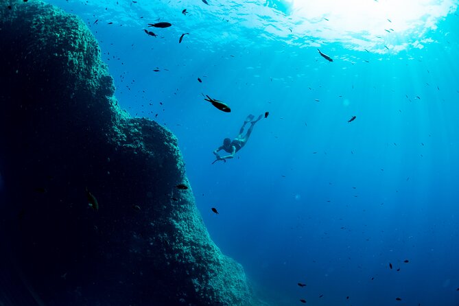 Snorkeling with Marine Biologist Expert from Sorrento - Price and value: what $115.24 includes and why it’s not just the swim