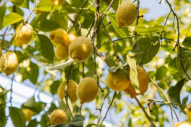 Sorrento Ape Tour, Lemon Garden, Mozzarella Show & Pizza Class - Who should book this Sorrento Ape Tour (and who might not)