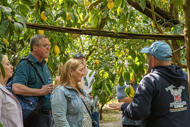 Sorrento Ape Tour, Lemon Garden, Mozzarella Show & Pizza Class - Should you book this Sorrento Ape Tour, Lemon Garden, Mozzarella Show & Pizza Class?