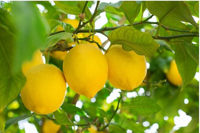 Sorrento: at the Vivaio by E-Bike with Limoncello Tasting - Why This E-Bike Limoncello Tour Fits Sorrento So Well