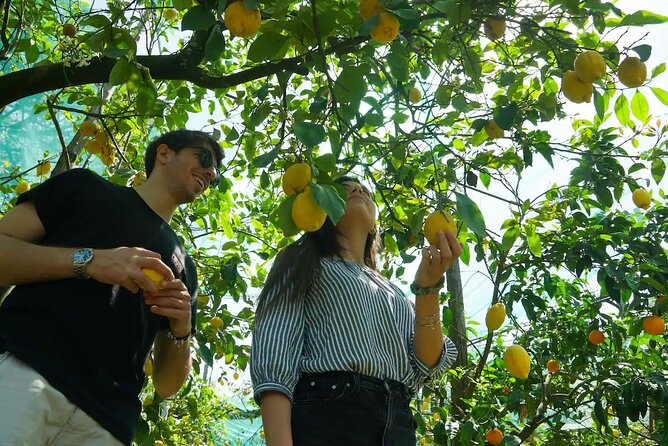 Sorrento: Authentic Lemon Experience at a Farm with Tastings - Key highlights you’ll actually care about