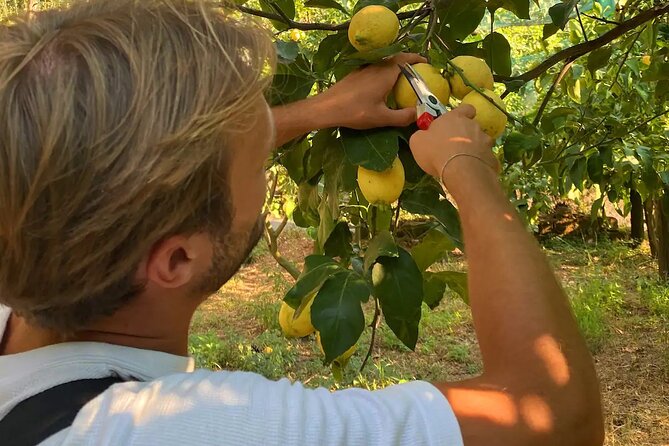 Sorrento: Authentic Lemon Experience at a Farm with Tastings - Lemon picking with a guide: what you learn as you walk the grove