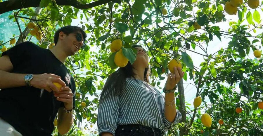 Sorrento: Authentic Lemon Experience in a Farm with Tastings - Key moments that make this lemon experience worth it
