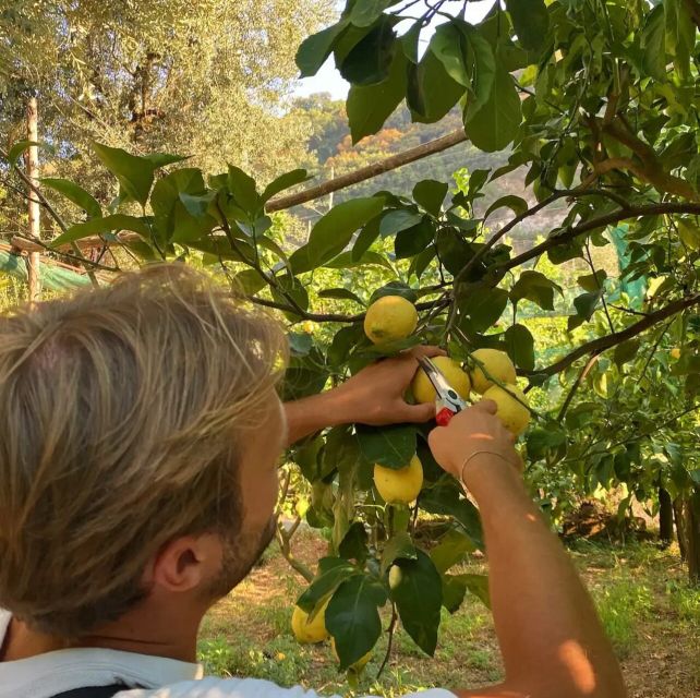 Sorrento: Authentic Lemon Experience in a Farm with Tastings - Sorrento lemons: why this fruit is special (and how the tour teaches it)