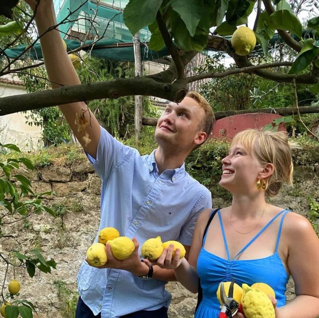 Sorrento: Authentic Lemon Experience in a Farm with Tastings - How the $73 price stacks up (and what you’re actually paying for)