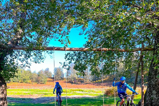 Sorrento e-bike adventure: olive oil and lemon tasting - The Olive Oil and Limoncello Tasting Stop (Where the Tour Becomes Food)