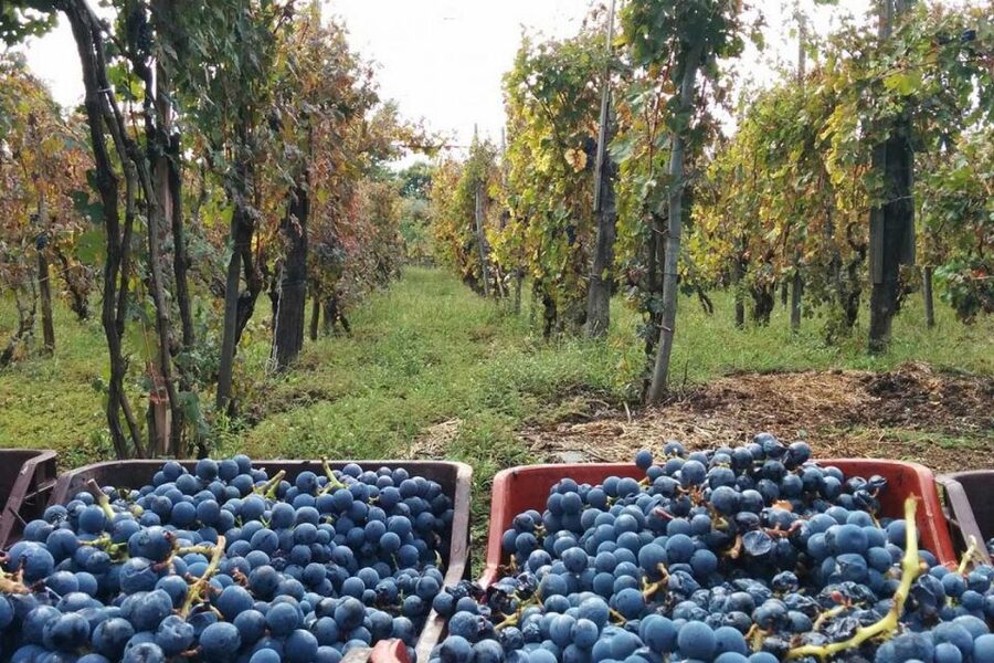 Sorrento: Family Farm Experience with Lunch - Key things I’d make time for