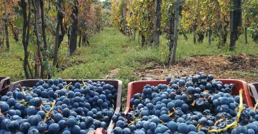 Sorrento: Family Farm Experience with Lunch - Lemon Trees, Olive Groves, and Vineyards: The Walk You Actually Came For