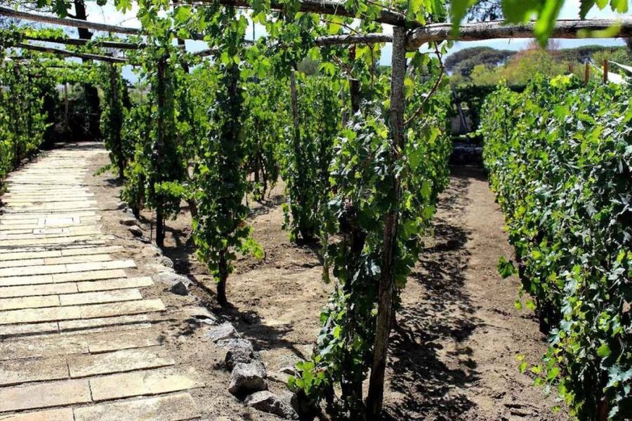Sorrento: Family Farm Experience with Lunch - Food Preservation and Seasonal Thinking: Why This Tour Feels More Real