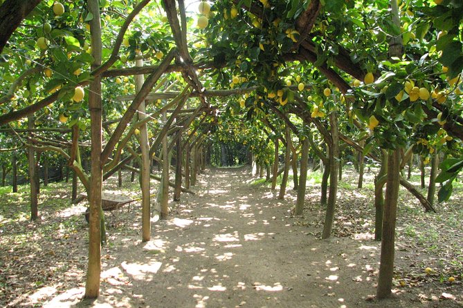 Sorrento Farm and Food Experience including Olive Oil, Limoncello, Wine tasting - La Masseria at a Glance: The Parts That Matter