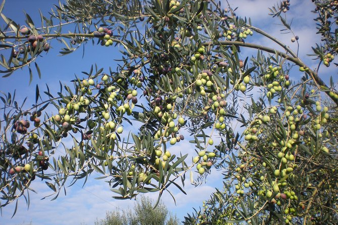 Sorrento Farm and Food Experience including Olive Oil, Limoncello, Wine tasting - A Half-Day in the Hills Beats Another Sorrento Evening