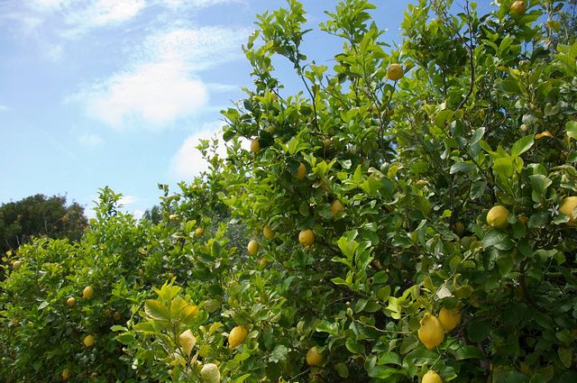 Sorrento farm by tuk tuk: pizza,limocello and cheese tasting - Pickup, Transfers, and the Tuk Tuk Switch to the Countryside