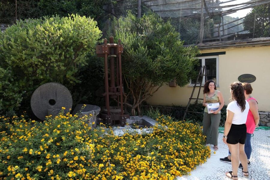 Sorrento: Guided Olive Mill Visit with Tastings - Key things to know before you go