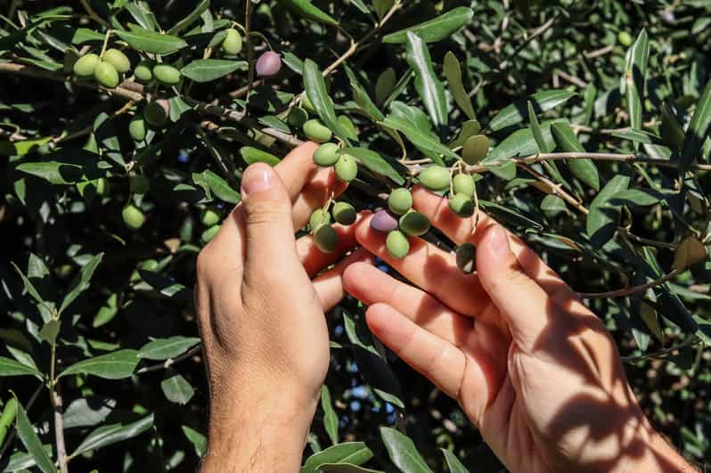Sorrento: Guided Olive Mill Visit with Tastings - Getting picked up in Sorrento and heading into olive-country