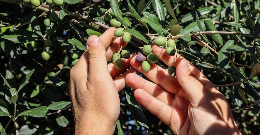 Sorrento: Guided Olive Mill Visit with Tastings - Optional wine, plus olive-oil cosmetics for souvenirs