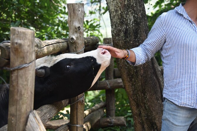 Sorrento Half-Day Farm Experience: Pizza, Cheese Making and Wine - Entering the Farm World: Animals, Organic Vegetables, and Sustainability