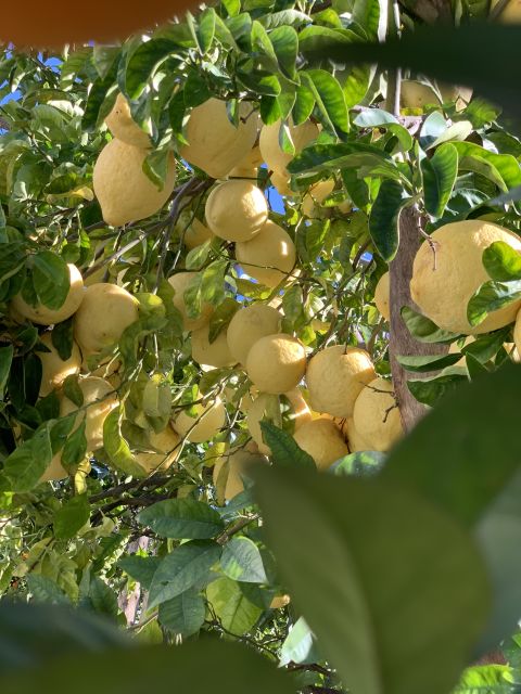 Sorrento: Lemon Garden Tour with Marmalade Tasting - Entering a Working Lemon Grove Near Sorrento