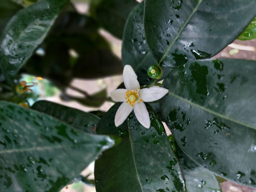 Sorrento: Lemon Garden Tour with Marmalade Tasting - The Garden Walk: What You Actually Learn in 45 Minutes