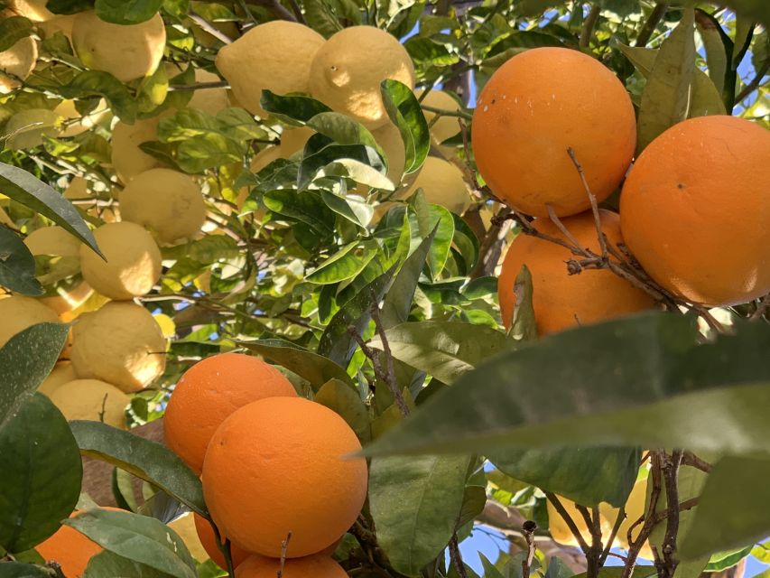 Sorrento: Lemon Garden Tour with Marmalade Tasting - Who This Is For (and Who Might Skip It)