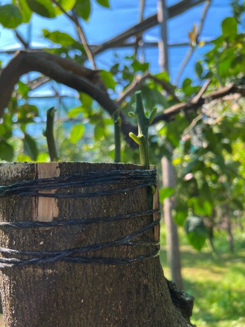 Sorrento: Lemon Garden Tour with Marmalade Tasting - A Few Practical Things to Know Before You Go