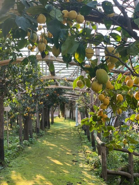 Sorrento: Lemon Garden Tour with Marmalade Tasting - Getting There: Meeting Point and How Easy It Is