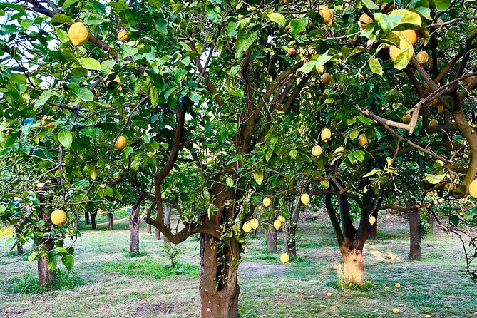 Sorrento Lemon Grove Experience with Local Product Tasting - Price and value: when the $47.93 feels fair