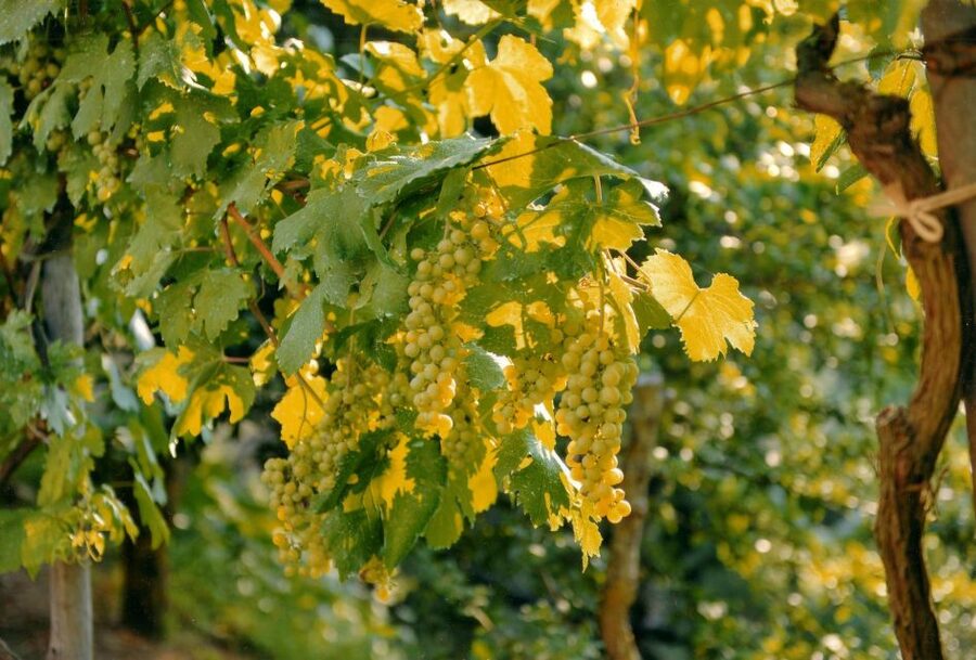 Sorrento: Lemon, Olive Oil and Wine Tasting Tour with Lunch - Pickup in Sorrento: Where to Meet and What the Shuttle Does for You