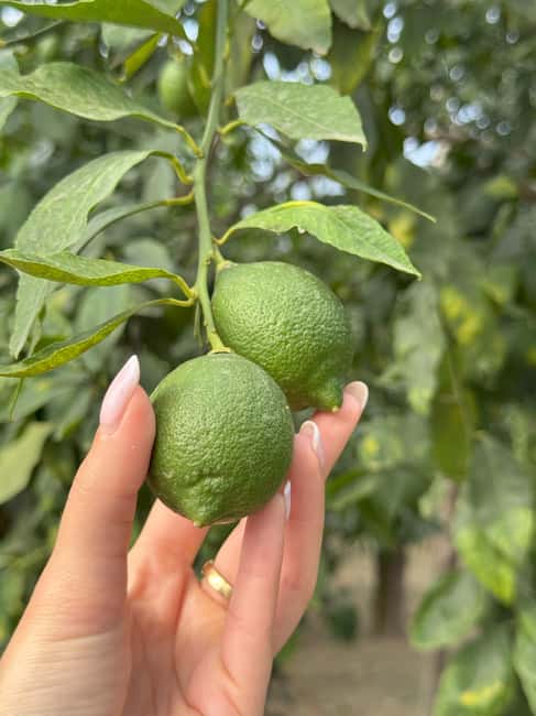 Sorrento: Lemon Picking Tour with Limoncello Tasting - Picking Sorrento Lemons With Basket and Scissors
