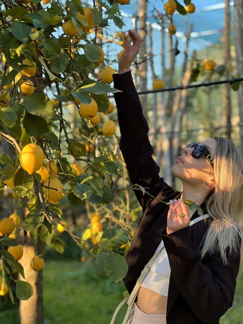 Sorrento: Lemon Picking Tour with Limoncello Tasting - Small Group Energy, Big Guide Personality
