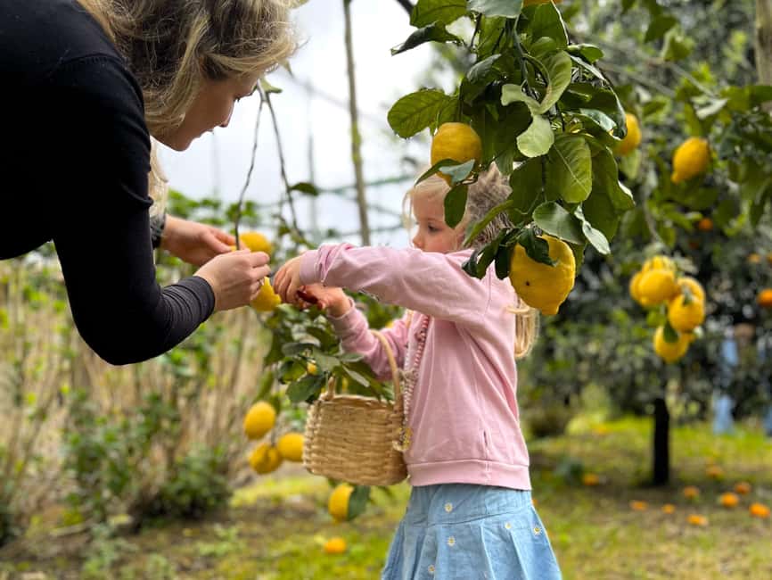 Sorrento: Lemon Picking Tour with Limoncello Tasting - Price and Value: Why $42 Feels Reasonable Here