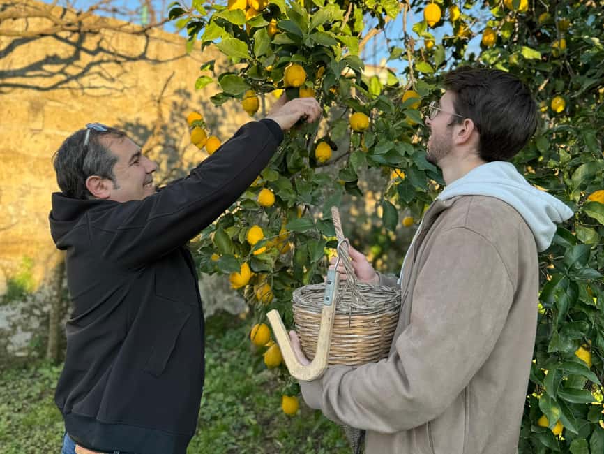 Sorrento: Lemon Picking Tour with Limoncello Tasting - Should You Book This Lemon Picking Tour?