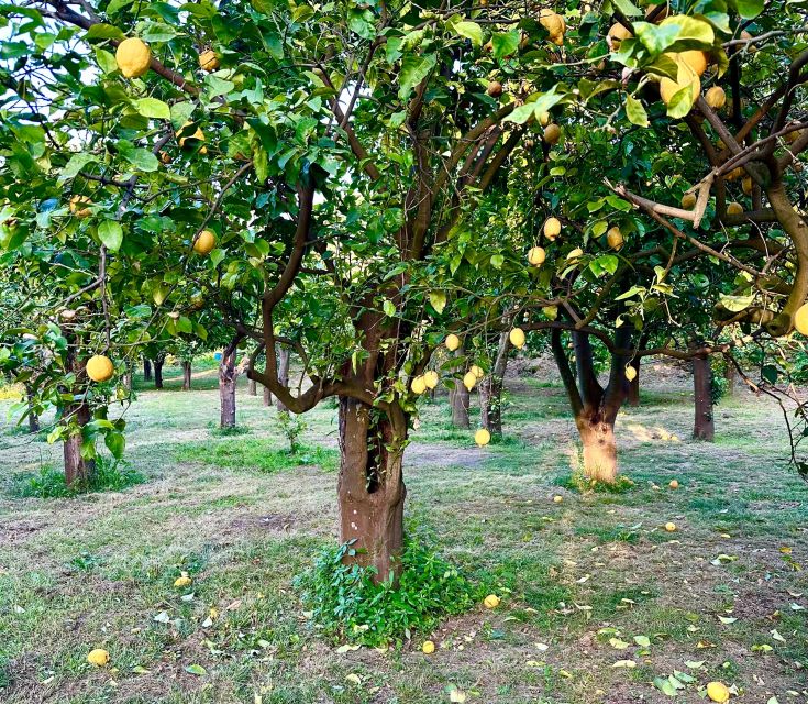 Sorrento Lemon Tour - The garden visit: your 45 minutes inside the cultivation story