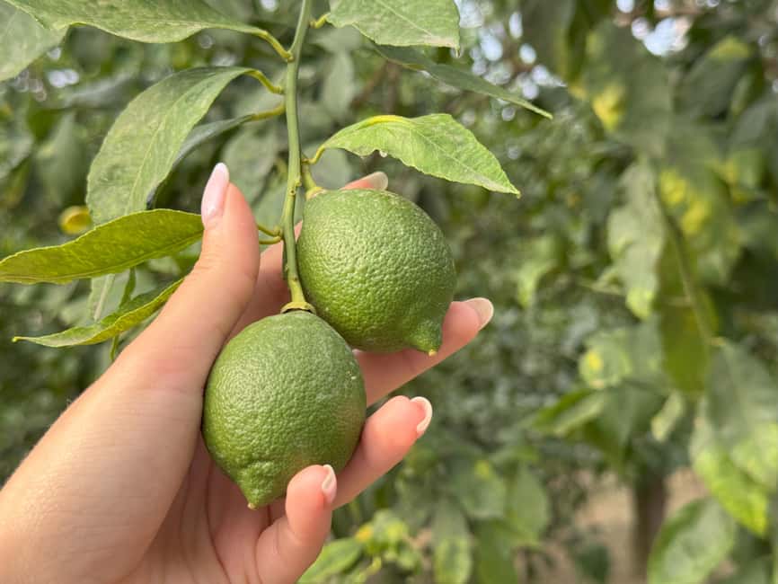 Sorrento: Lemon Tour & Farm Breakfast - Key highlights worth getting excited about
