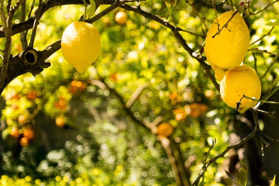SORRENTO: Limoncello Making And Tasting Experience - The Lemon Garden Setting: Sunset Views and Farm Calm