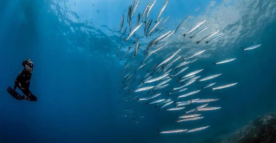 Sorrento: Snorkeling morning tour with a Marine Biologist. - Price and Value: Why $113.29 Can Make Sense