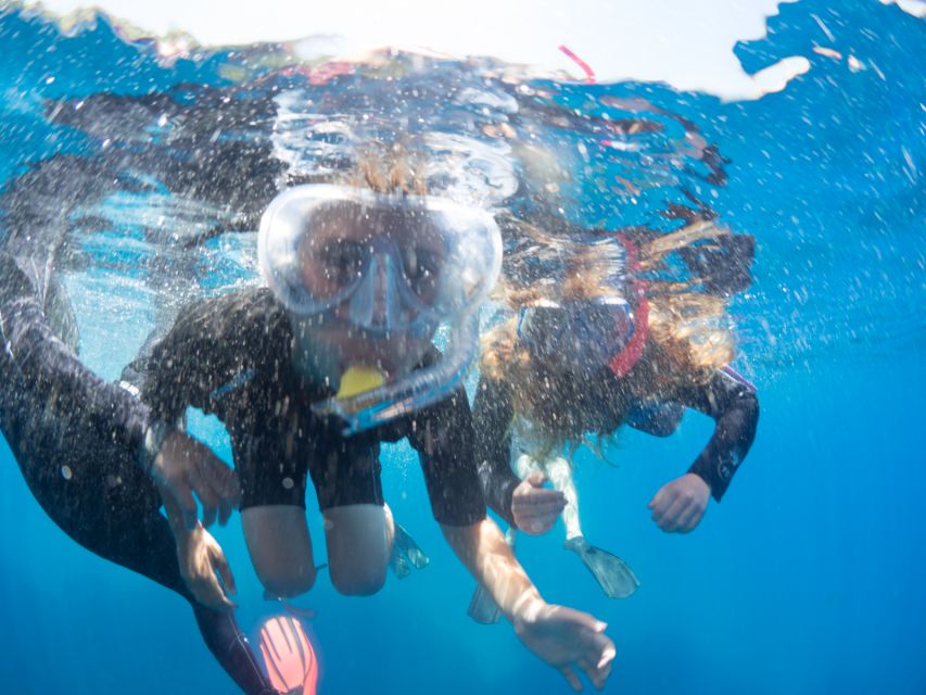 Sorrento: Snorkeling morning tour with a Marine Biologist. - Why a Marine Biologist Makes Sorrento Snorkeling Worth It